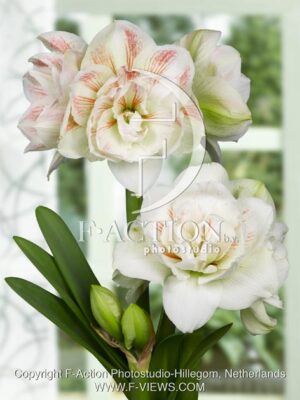 botanic stock photo Hippeastrum