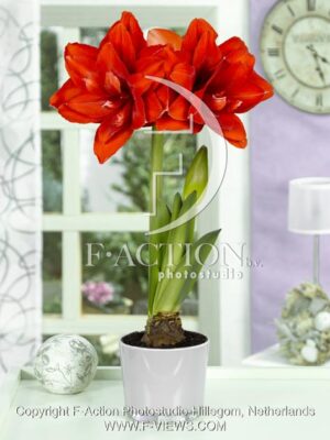 botanic stock photo Hippeastrum