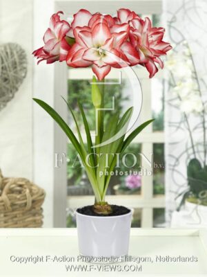 botanic stock photo Hippeastrum