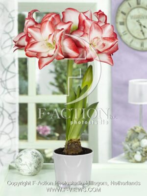 botanic stock photo Hippeastrum