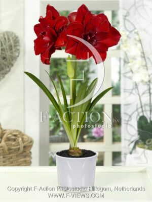 botanic stock photo Hippeastrum