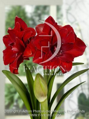 botanic stock photo Hippeastrum