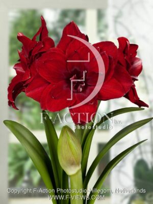 botanic stock photo Hippeastrum
