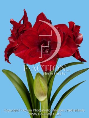 botanic stock photo Hippeastrum
