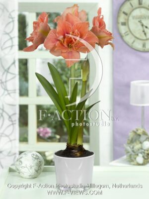 botanic stock photo Hippeastrum
