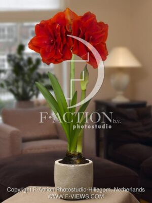botanic stock photo Hippeastrum