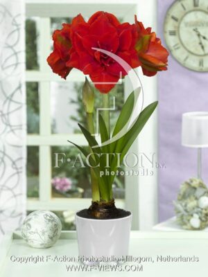 botanic stock photo Hippeastrum