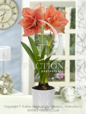 botanic stock photo Hippeastrum