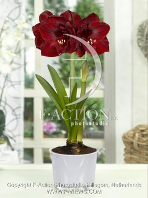 botanic stock photo Hippeastrum