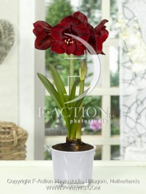 botanic stock photo Hippeastrum