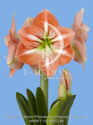 botanic stock photo Hippeastrum