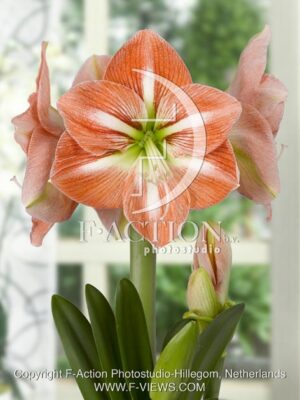 botanic stock photo Hippeastrum