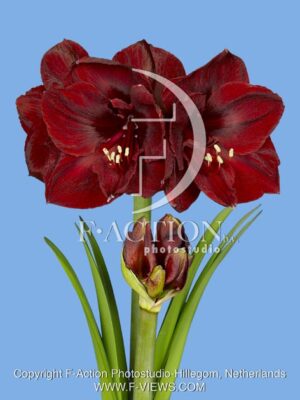 botanic stock photo Hippeastrum