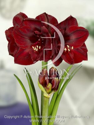 botanic stock photo Hippeastrum