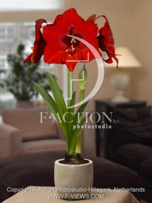 botanic stock photo Hippeastrum
