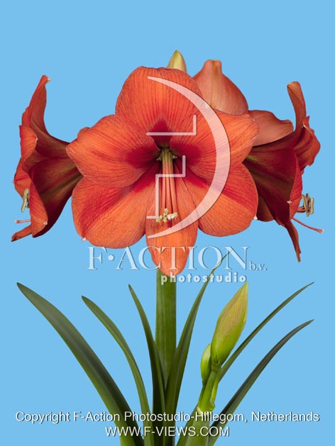 botanic stock photo Hippeastrum