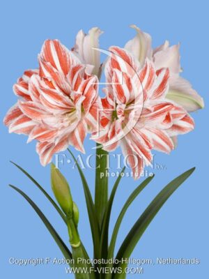 botanic stock photo Hippeastrum