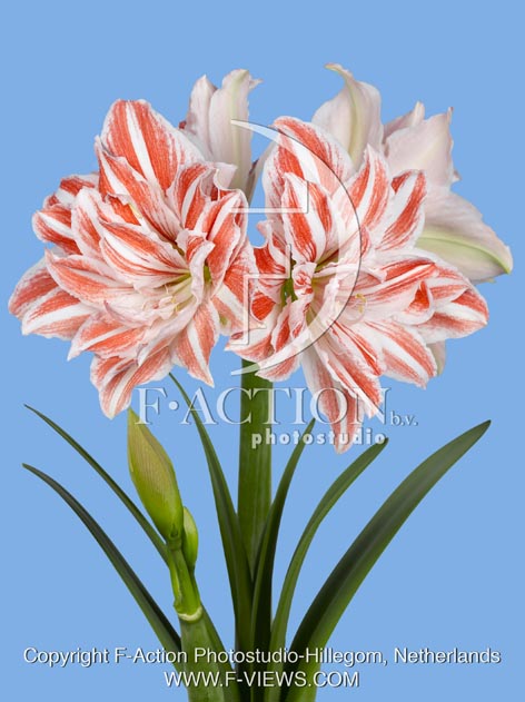 botanic stock photo Hippeastrum
