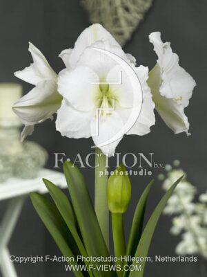 botanic stock photo Hippeastrum