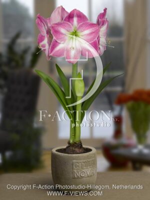 botanic stock photo Hippeastrum