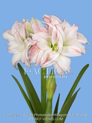 botanic stock photo Hippeastrum