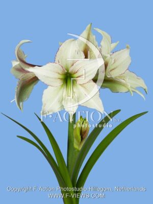 botanic stock photo Hippeastrum