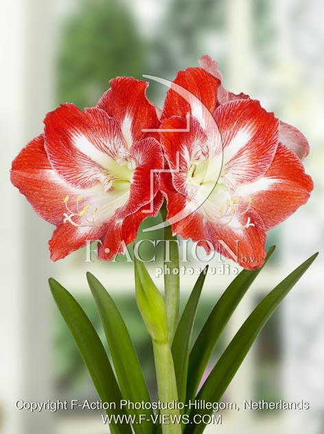 botanic stock photo Hippeastrum