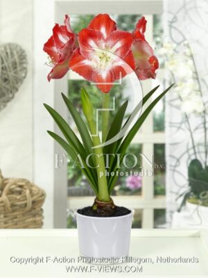 botanic stock photo Hippeastrum