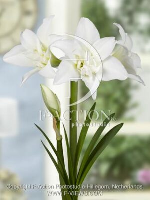 botanic stock photo Hippeastrum