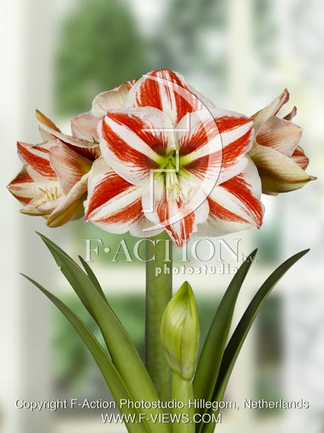 botanic stock photo Hippeastrum
