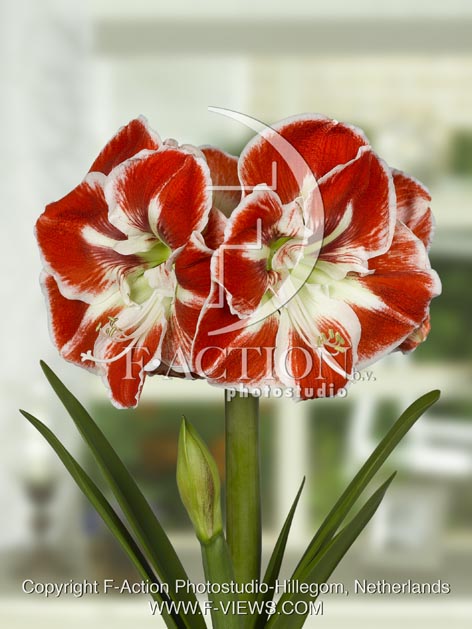 botanic stock photo Hippeastrum