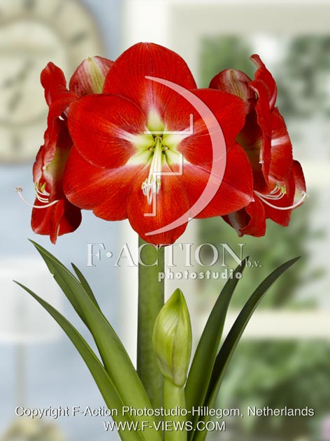 botanic stock photo Hippeastrum