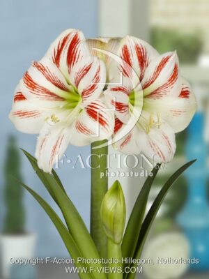 botanic stock photo Hippeastrum
