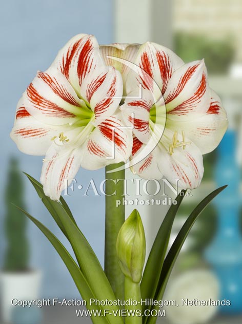botanic stock photo Hippeastrum