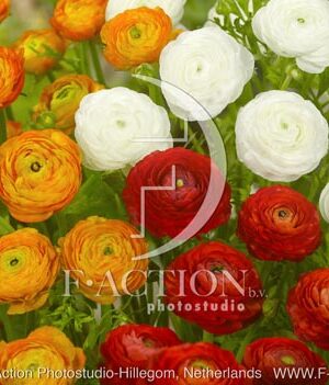 botanic stock photo Ranunculus
