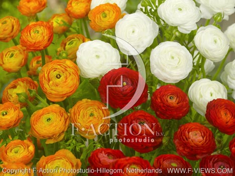 botanic stock photo Ranunculus