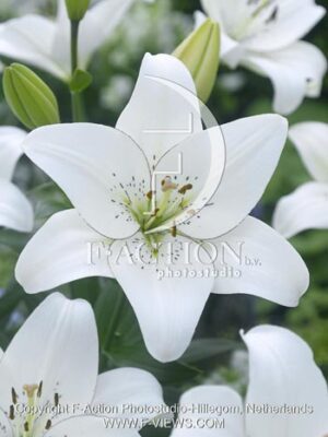 botanic stock photo Lilium