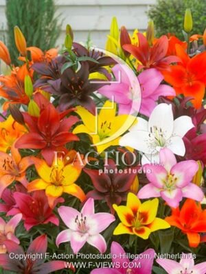 Asiatic Mixed