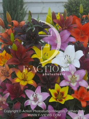 botanic stock photo Lilium
