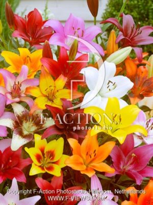 Asiatic Mixed