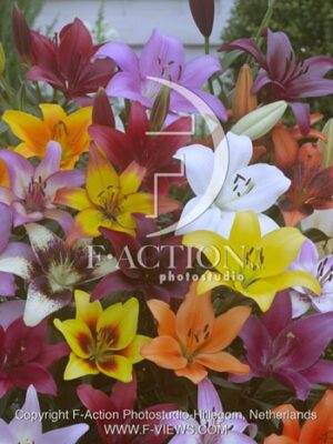 botanic stock photo Lilium