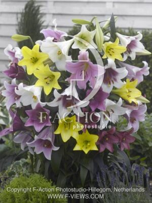 botanic stock photo Lilium