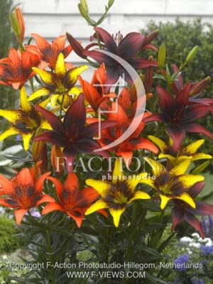 botanic stock photo Lilium
