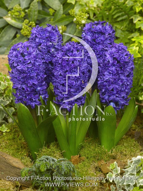 botanic stock photo Hyacinthus