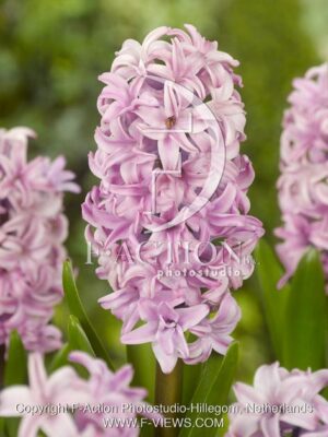 botanic stock photo Hyacinthus