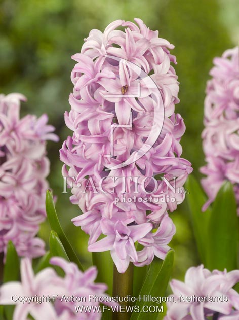 botanic stock photo Hyacinthus