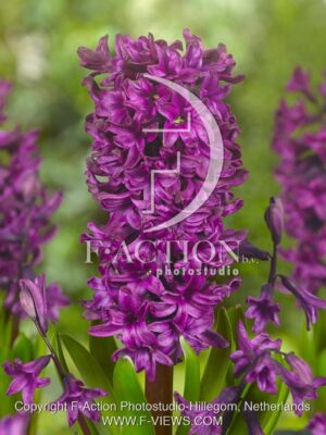 botanic stock photo Hyacinthus