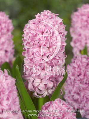 botanic stock photo Hyacinthus