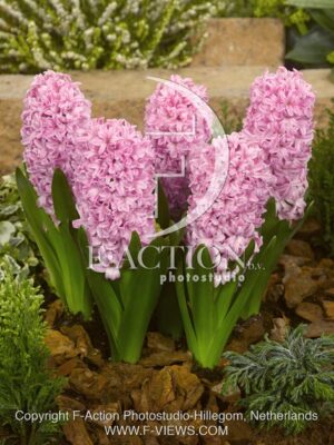botanic stock photo Hyacinthus