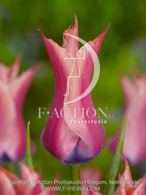 botanic stock photo Tulipa